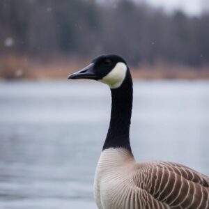 Canada Goose Spiritual Meaning