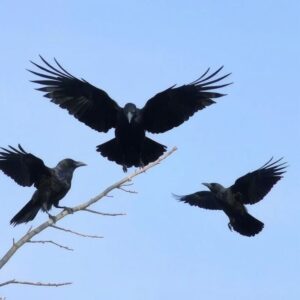 Spiritual Meaning of Crows
