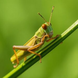 Spiritual Meaning of the Grasshopper