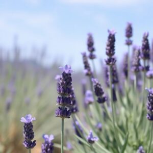 Spiritual Meaning of Lavender