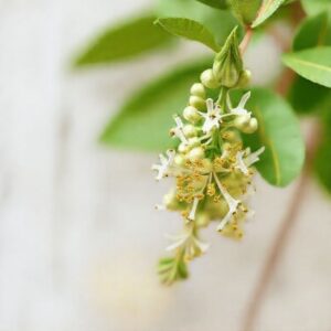 Spiritual Meaning of Lemon Verbena