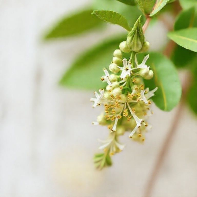 Spiritual Meaning of Lemon Verbena