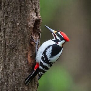 Spiritual Meaning of the Woodpecker
