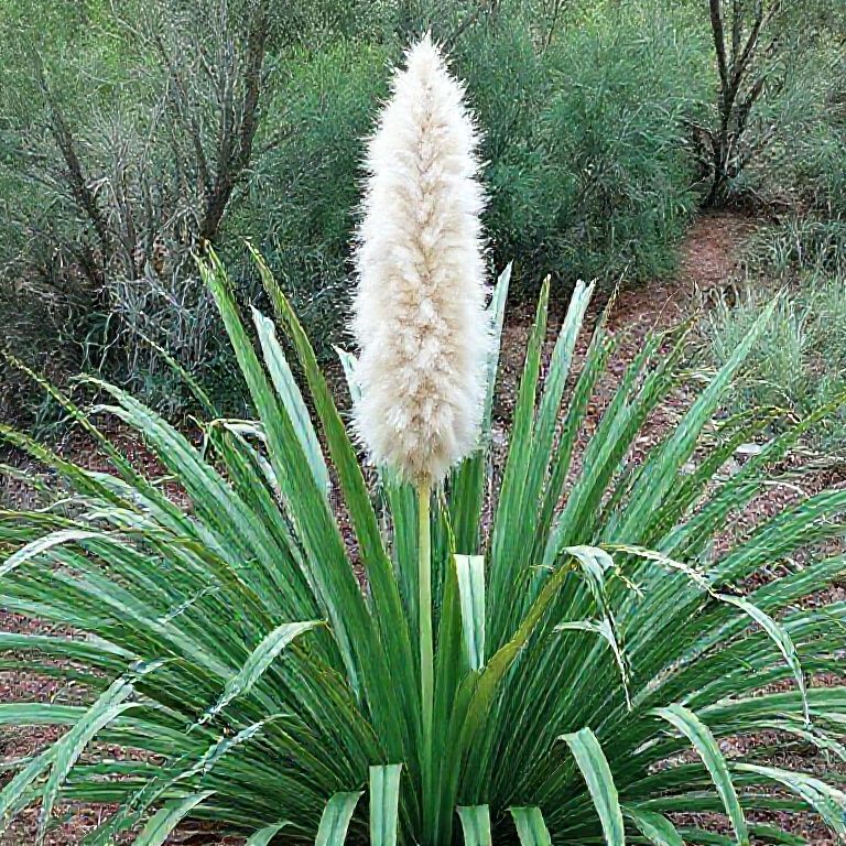 Spiritual Meaning of the Yucca Plant