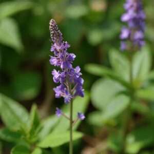 Violet Spiritual Meaning