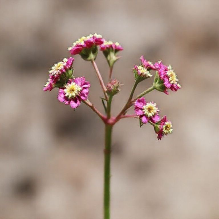 spiritual meaning of Yarrow