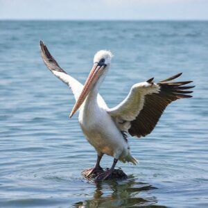 spiritual meaning of the pelican