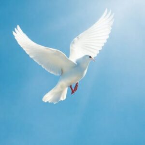 spiritual meaning of the white dove