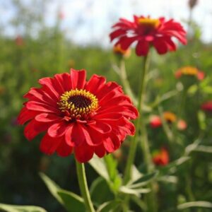 spiritual meaning of the zinnia flower