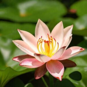 Spiritual Meaning of the Tiger Lily