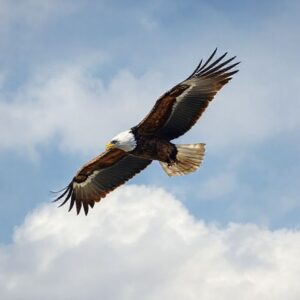 biblical meaning of the eagle